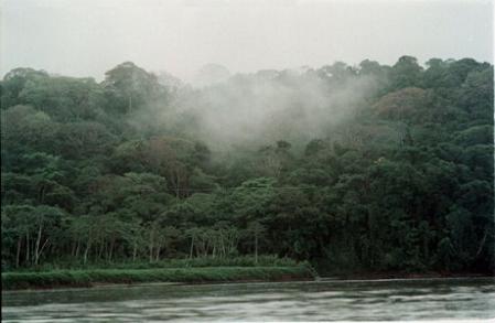 Proponen legislación para mayor protección de bosques