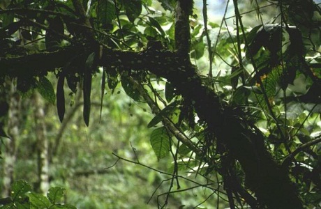 Costa Rica te necesita para reforestar un bosque lluvioso