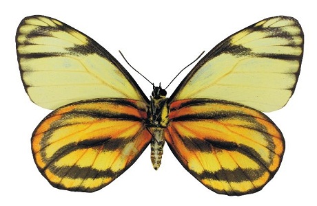 Ocho mariposas más se unen a la lista de especies de Costa Rica