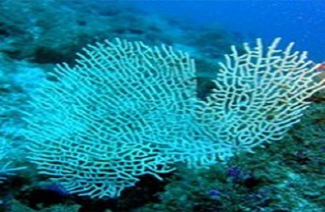 Nueva especie de coral es descubierta en Costa Rica