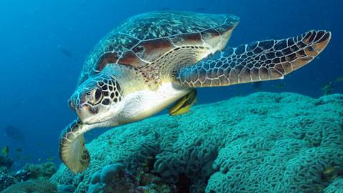 Guardacostas piden cuidar el desove de la tortuga verde