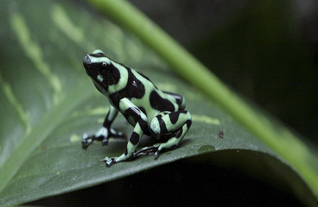 Descubren unas 53 nuevas especies en Costa Rica