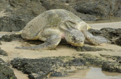 Las tortugas baula llegan al Pacífico en Costa Rica