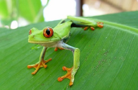 Promueven el ecoturismo en Costa Rica