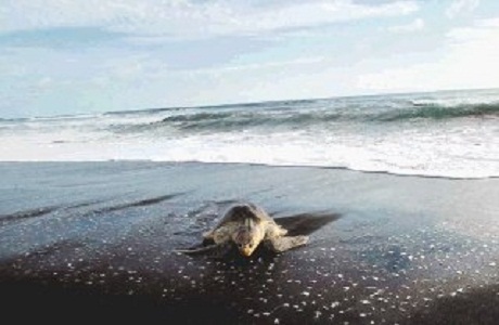 Las tortugas lora comenzaron el desove en las costas ticas