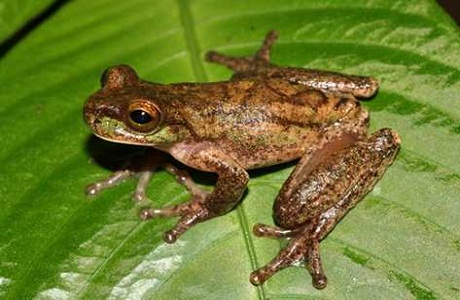 Reaparece una rana que se creía extinta en Costa Rica