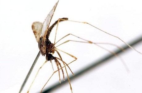 Costa Rica busca erradicar la malaria en el país