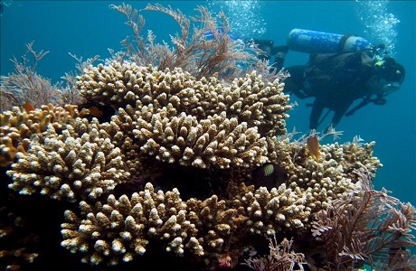 Arrecifes de coral de Costa Rica en peligro por actividades humanas
